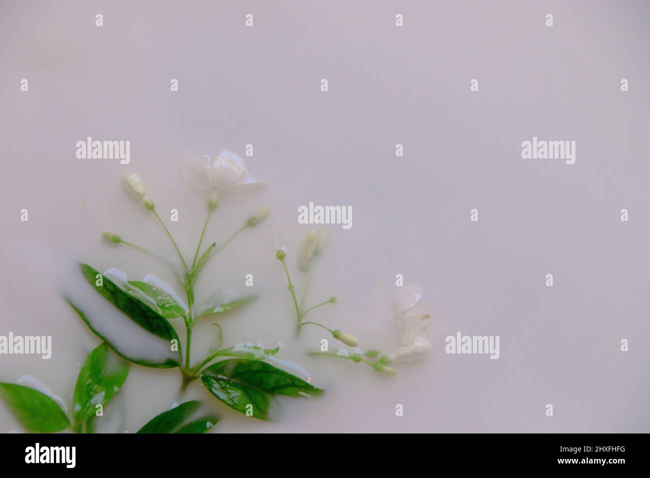 Primo piano di fiori ed erbe in un bagno di latte per la cura di sé, la cura della pelle, la bellezza e il benessere Foto Stock