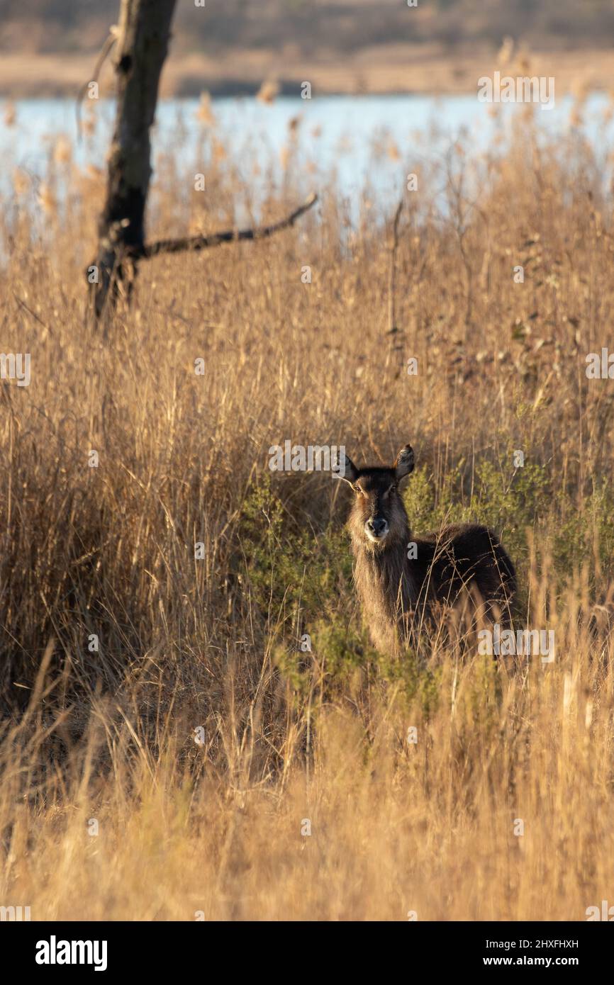 Waterbuck Cow, Parco Nazionale di Pilanesberg Foto Stock