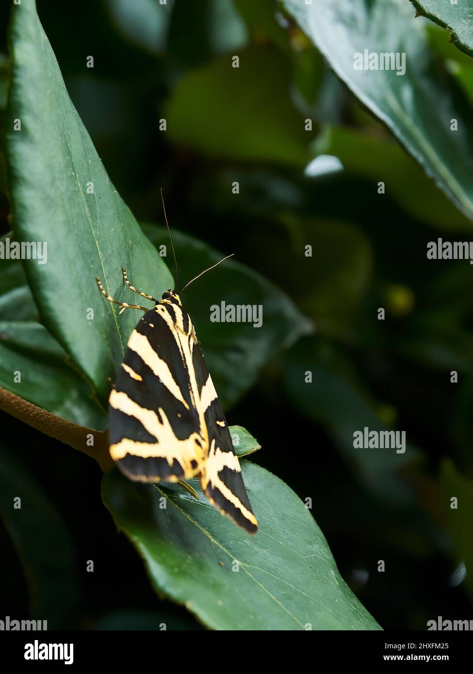 Un visitatore insolito - un Jersey Tiger Moth - fa una sosta per riposare sulle ricche foglie verdi di un cespuglio a Camden, Londra. Foto Stock