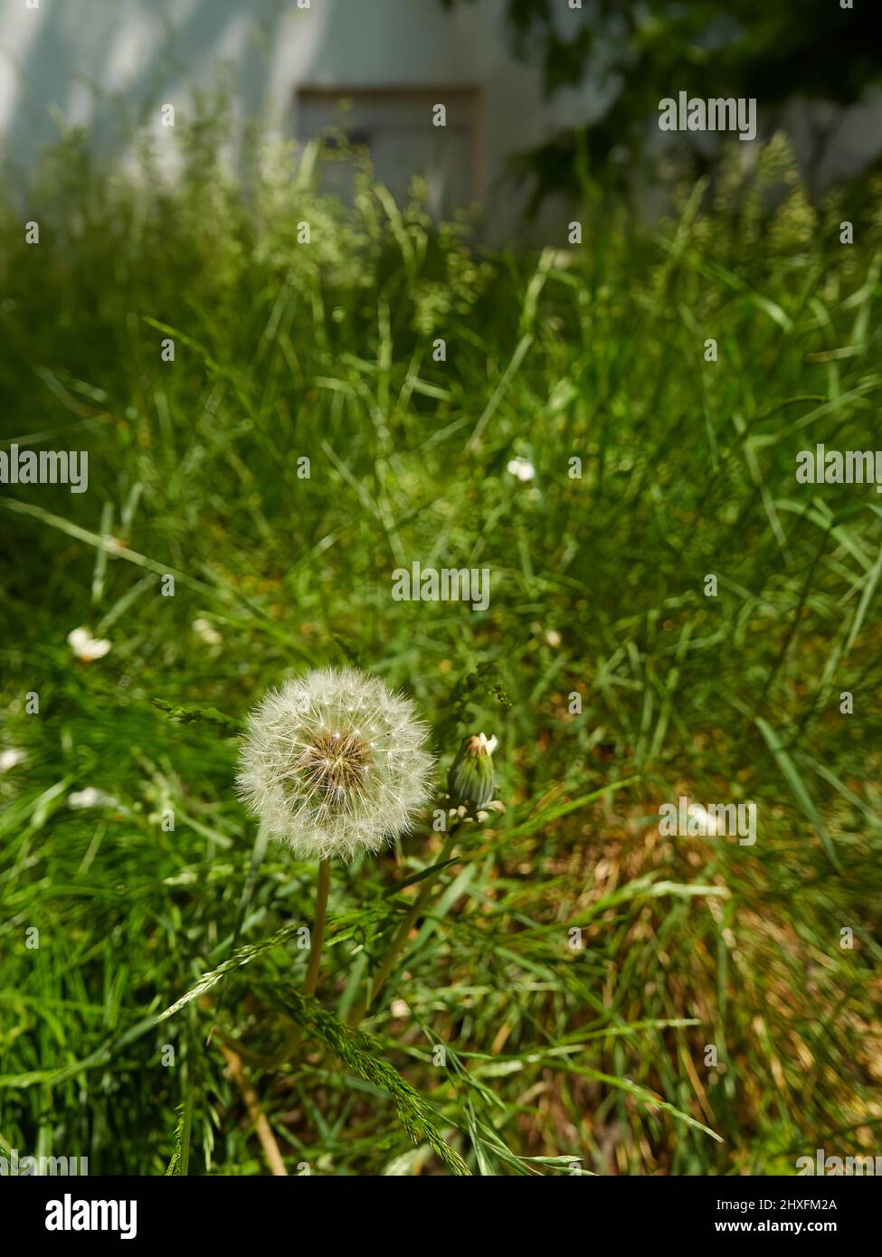 Un orologio di dente di leone nel sole luminoso e all'ombra di un prato un po 'unkempt che è in pericolo di diventare un prato! Foto Stock
