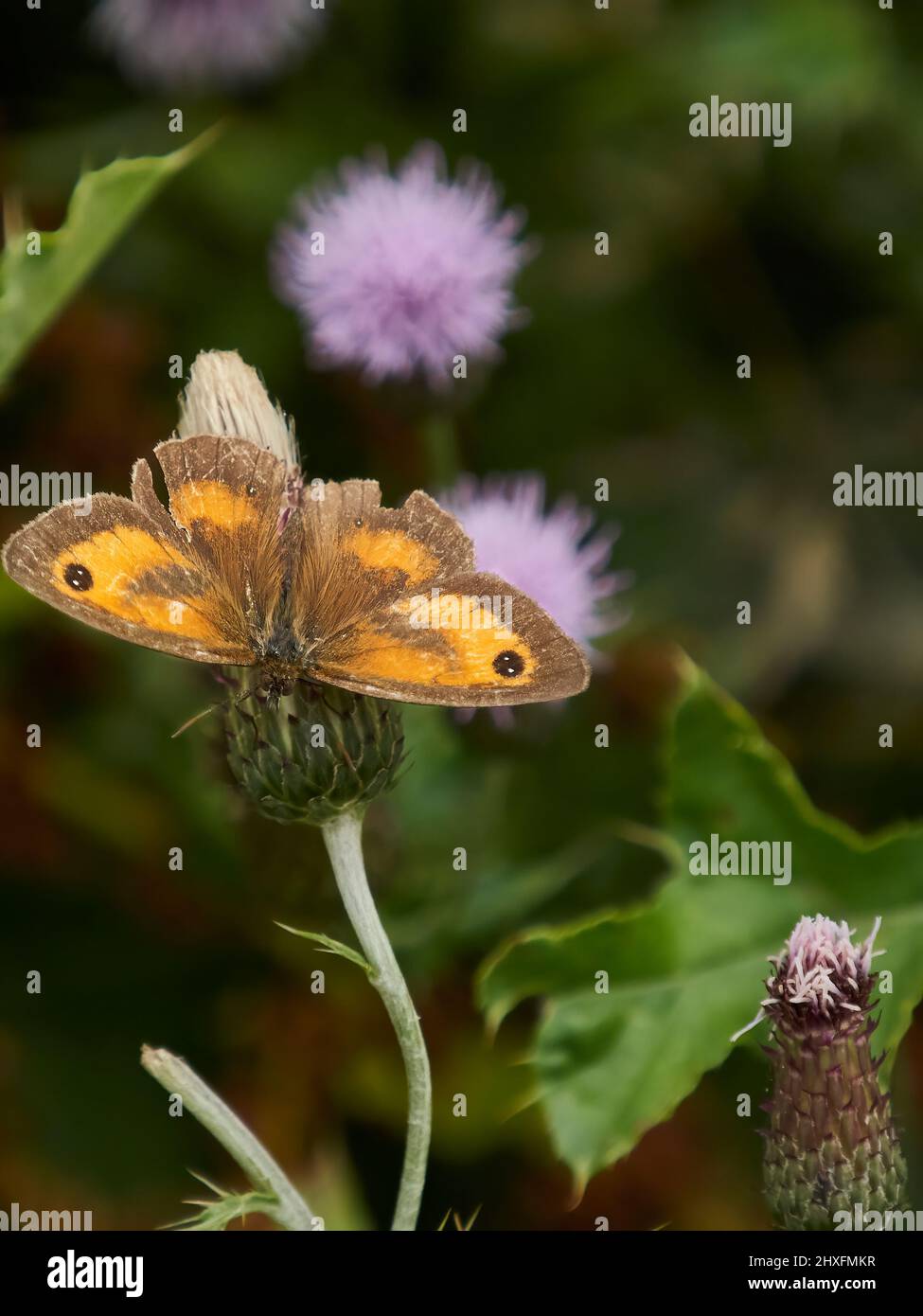 Una farfalla gatekeeper che poggia su un fiore di cardo e illuminato da luce soffusa, su uno sfondo ombreggiato e sfocato di più fiori di cardo. Foto Stock