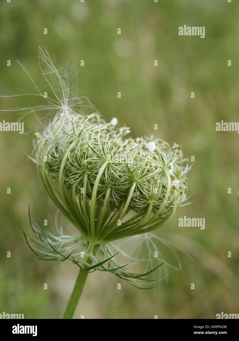 Un seme di dente di leone veicolato dal vento si trova catturato nella intricata ciotola filigrana di una testa di fiore di carota selvaggia. Foto Stock