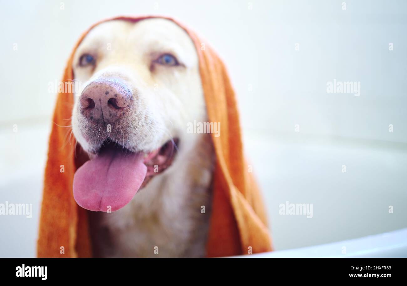 Da bravo ragazzo a bellissimo ragazzo. Shot di un cane adorabile che ha un bagno a casa. Foto Stock