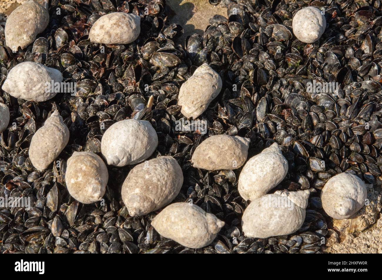 Cuccioli di cane (Nucella lapillus) che si nutrono di cozze giovanili (Mytilus edulus) nella zona intertidale. Foto Stock