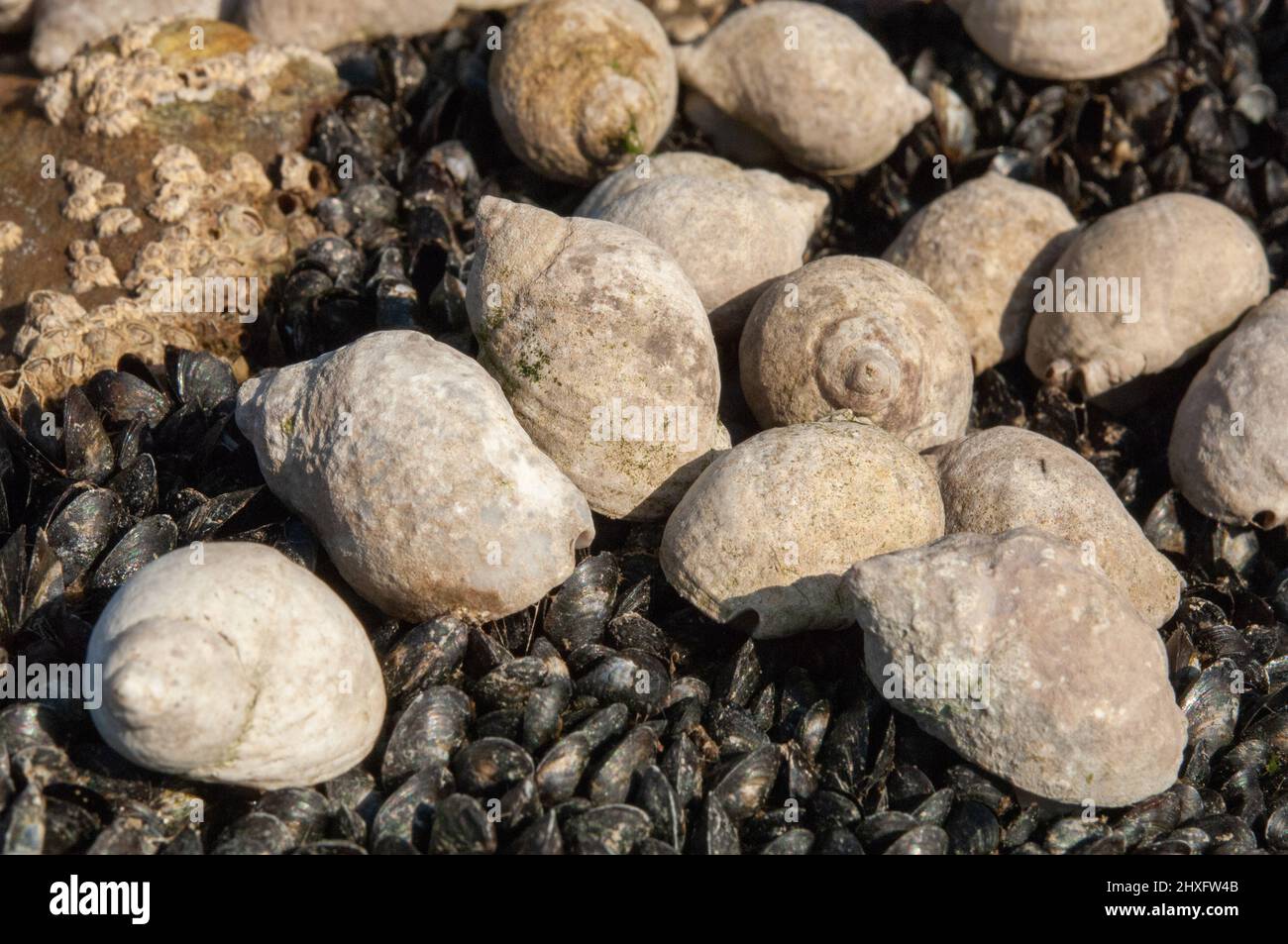 Cuccioli di cane (Nucella lapillus) che si nutrono di cozze giovanili (Mytilus edulus) nella zona intertidale. Foto Stock