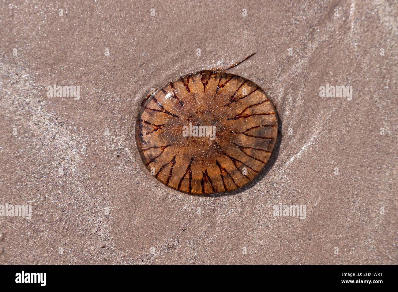 Compasso meduse sulla spiaggia di Whitestrand, Contea di Kerry, Irlanda Foto Stock