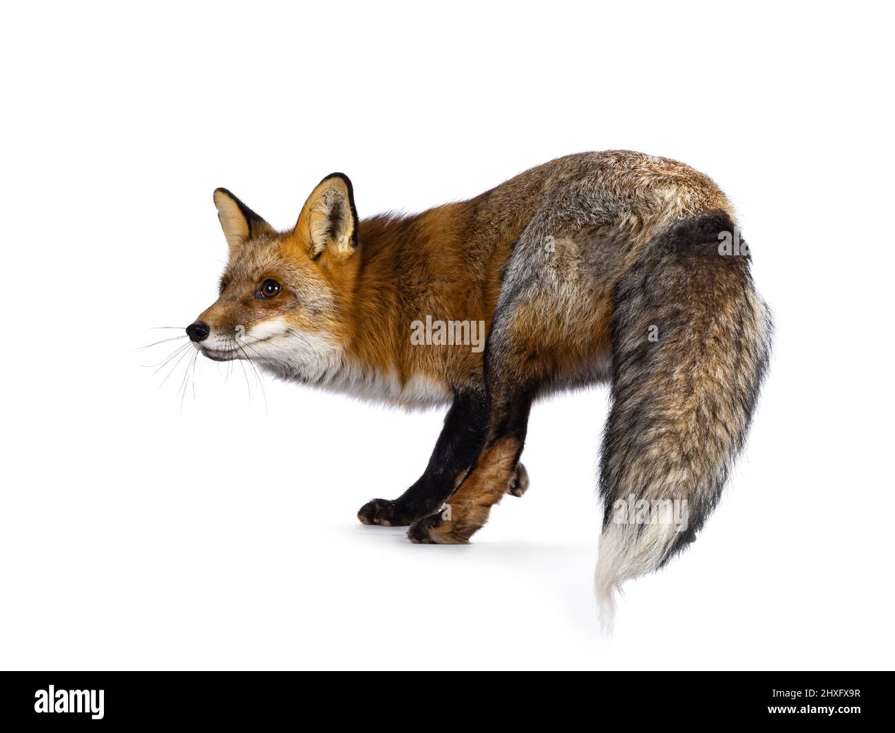 Volpe rossa classica alias Vulpes vulpes, in piedi sensi laterali in azione. Guardando lateralmente accanto alla fotocamera. Isolato su sfondo bianco. Foto Stock