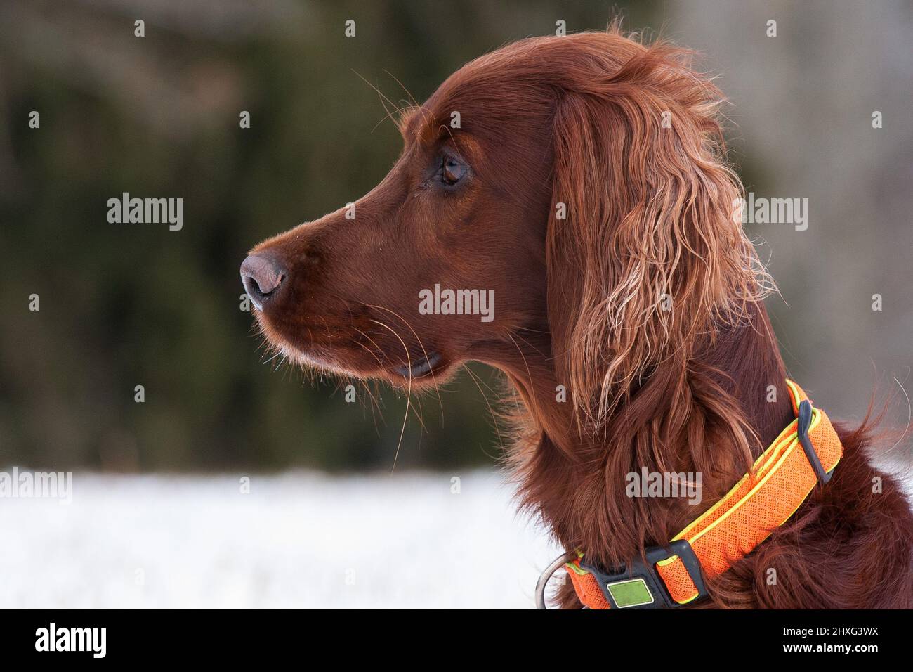 Ritratto di un bellissimo Irish Setter osservando attentamente i dintorni nella zona di caccia del vino. Vista laterale. Foto Stock