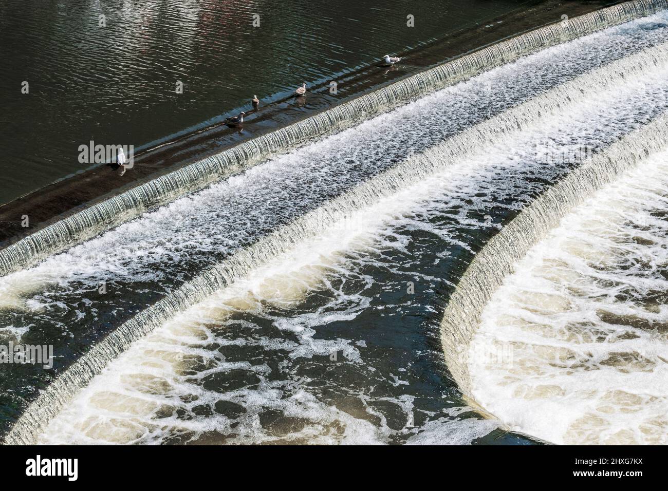Bath Weir sul fiume Avon che i gabbiani amano fare il bagno Foto Stock