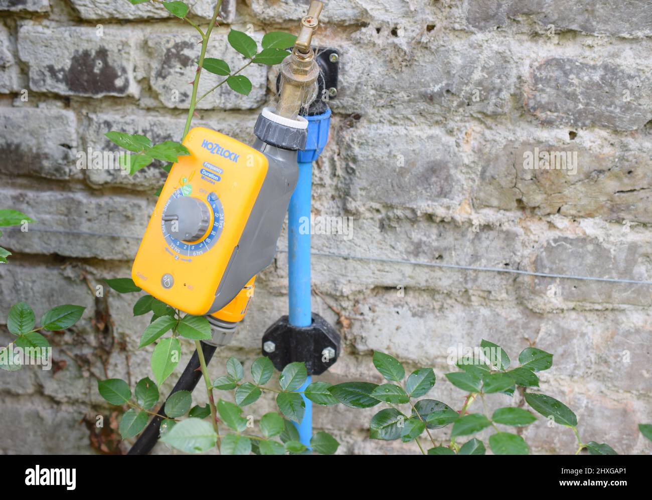 Impianto di irrigazione automatico in giardino privato. Foto Stock