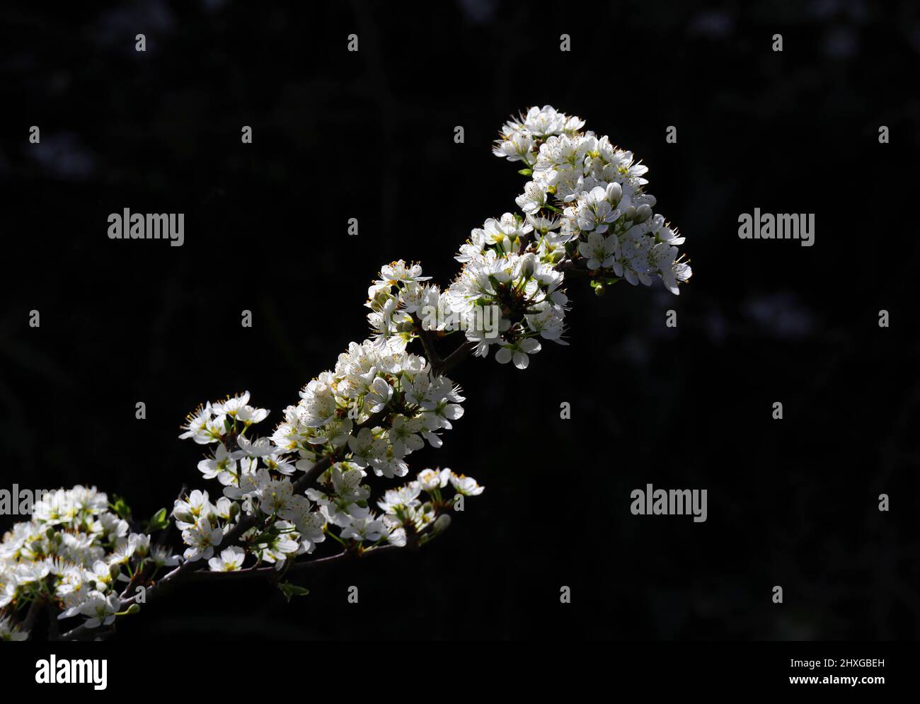 Particolare del cespuglio di biancospino in fiore. Prunus Spinosa. Messa a fuoco superficiale per effetto. Primavera - Portogallo Foto Stock