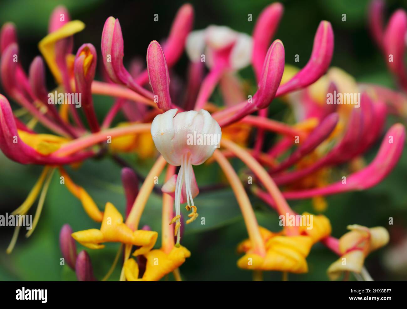 Lonicera etrusca superba o Red Lonicera japonica noto come Pink Japanese Honeysuckle fiori con fogliame sullo sfondo. Foto Stock