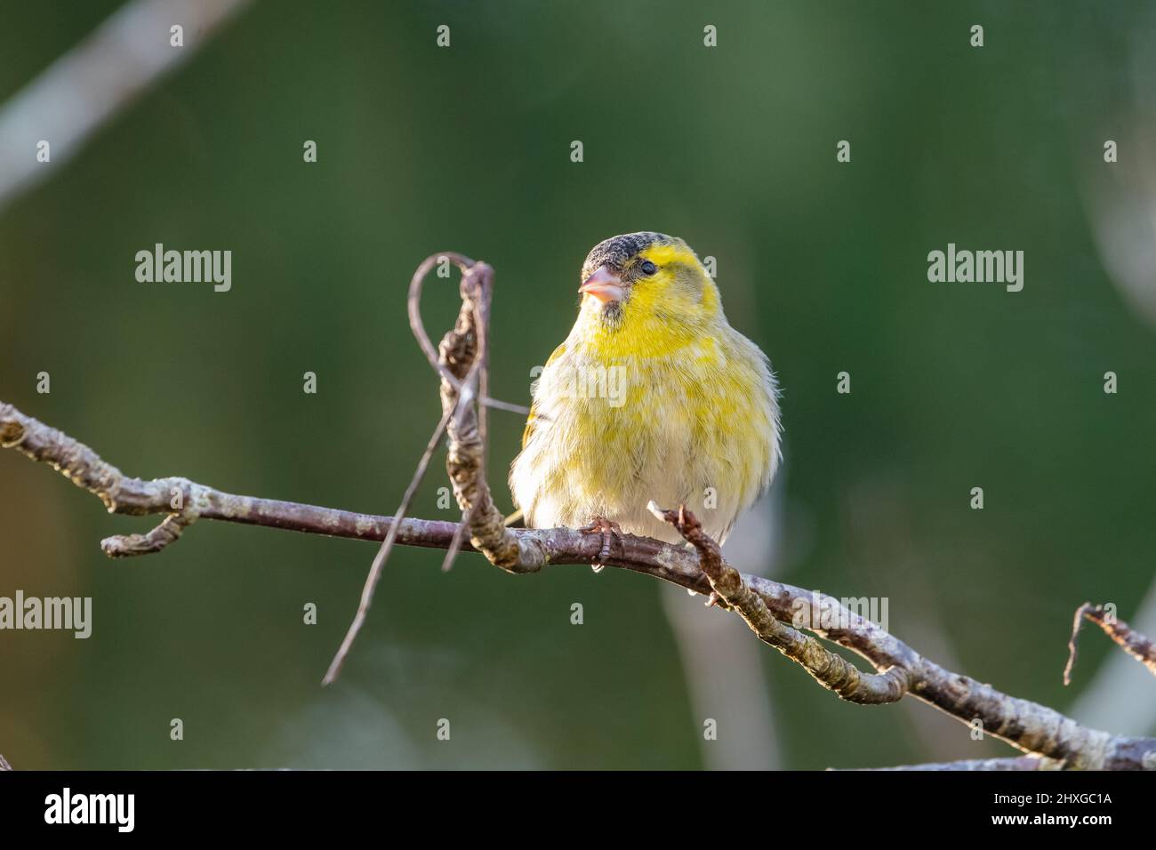 Siskin maschile, Inverurie, Aberdeenshire, Scozia, Regno Unito Foto Stock