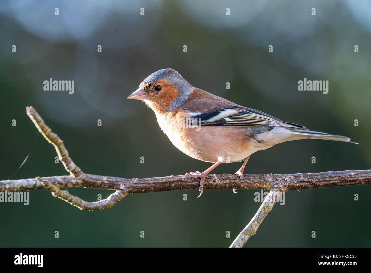 Chaffinch maschio (Fringilla coelebs) su un ramoscello, Inverurie, Aberdeenshire, Scozia, UK Foto Stock