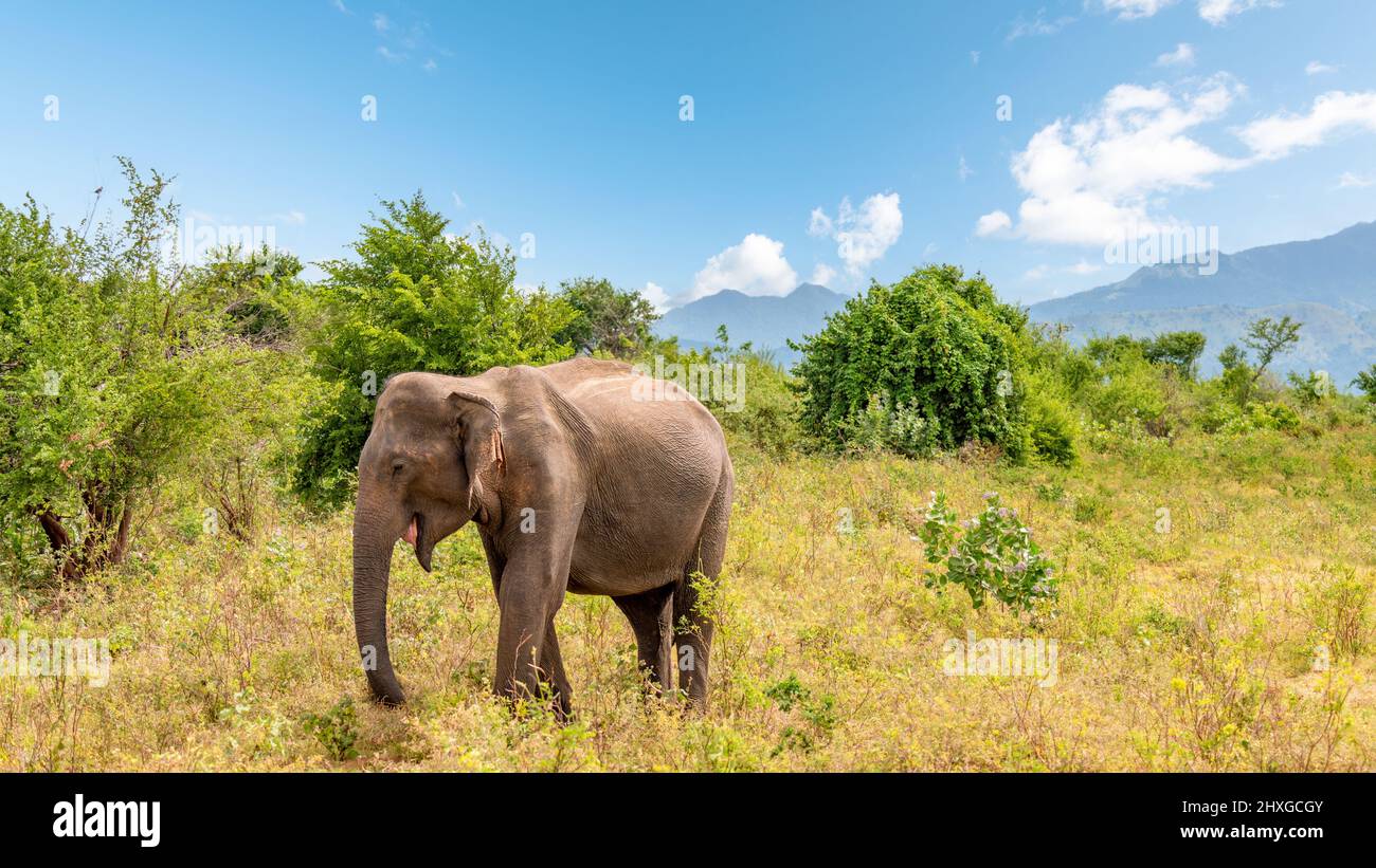 Un elefante indiano nel Parco Nazionale di Udawalawe, Sri Lanka. Foto Stock