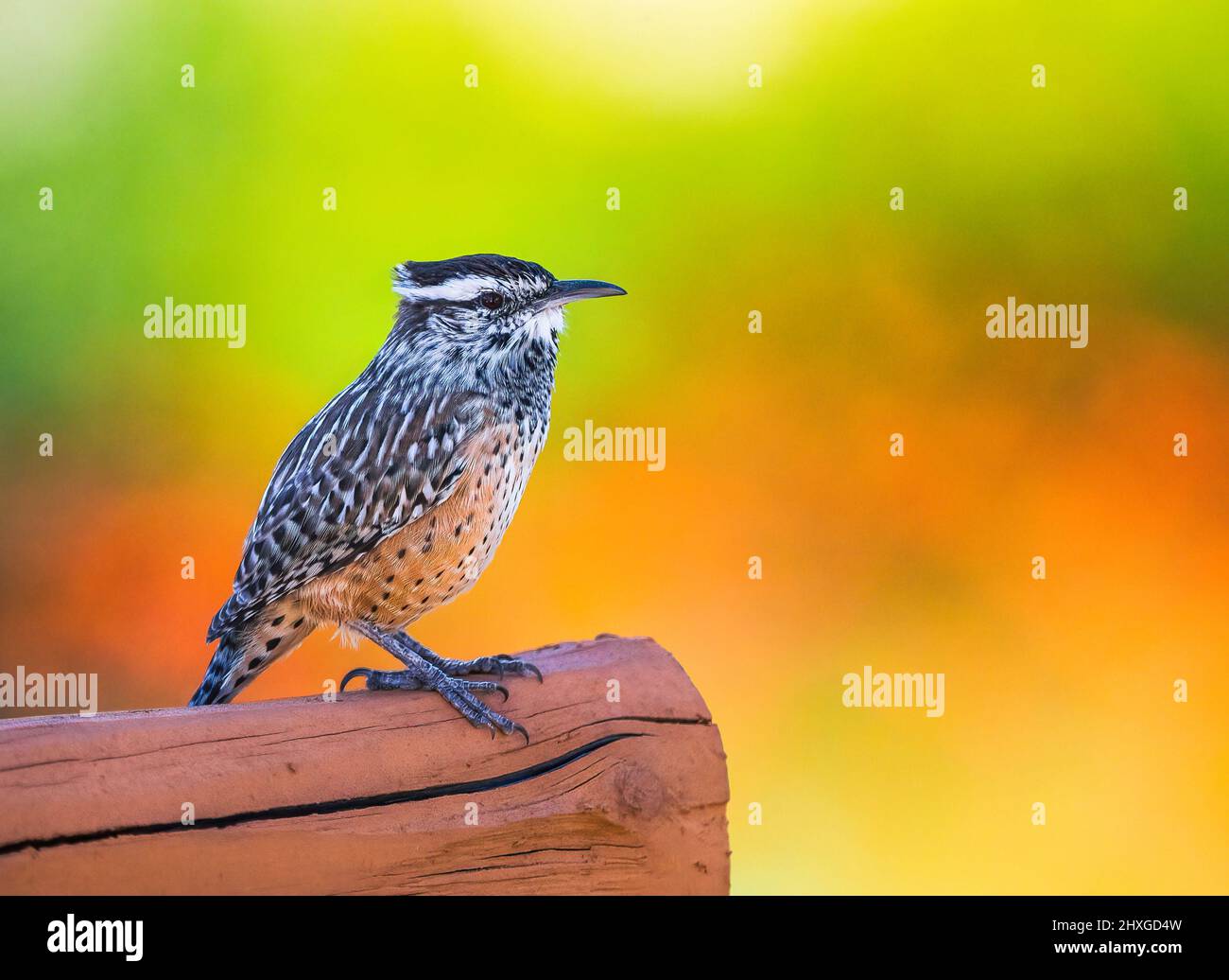 Un Cactus Wren in Arizona arroccato su una piattaforma di legno, incorniciata da vivaci colori brillanti di uno sfondo lontano. Foto Stock
