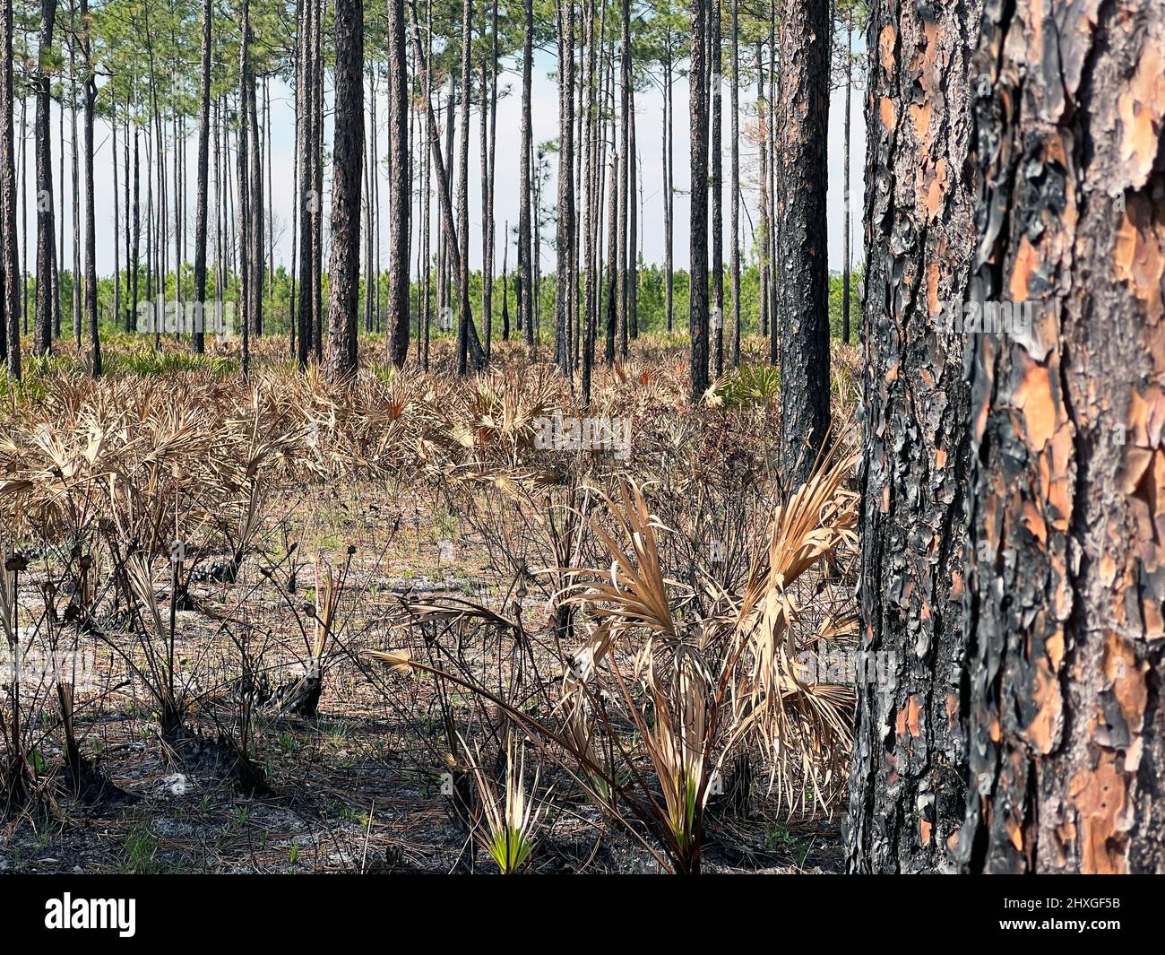 I paletti e i pini hanno visto mostrare gli effetti di un'ustione recentemente prescritto all'Okefenokee National Wildlife Refuge vicino Folkston, Georgia, USA. Foto Stock