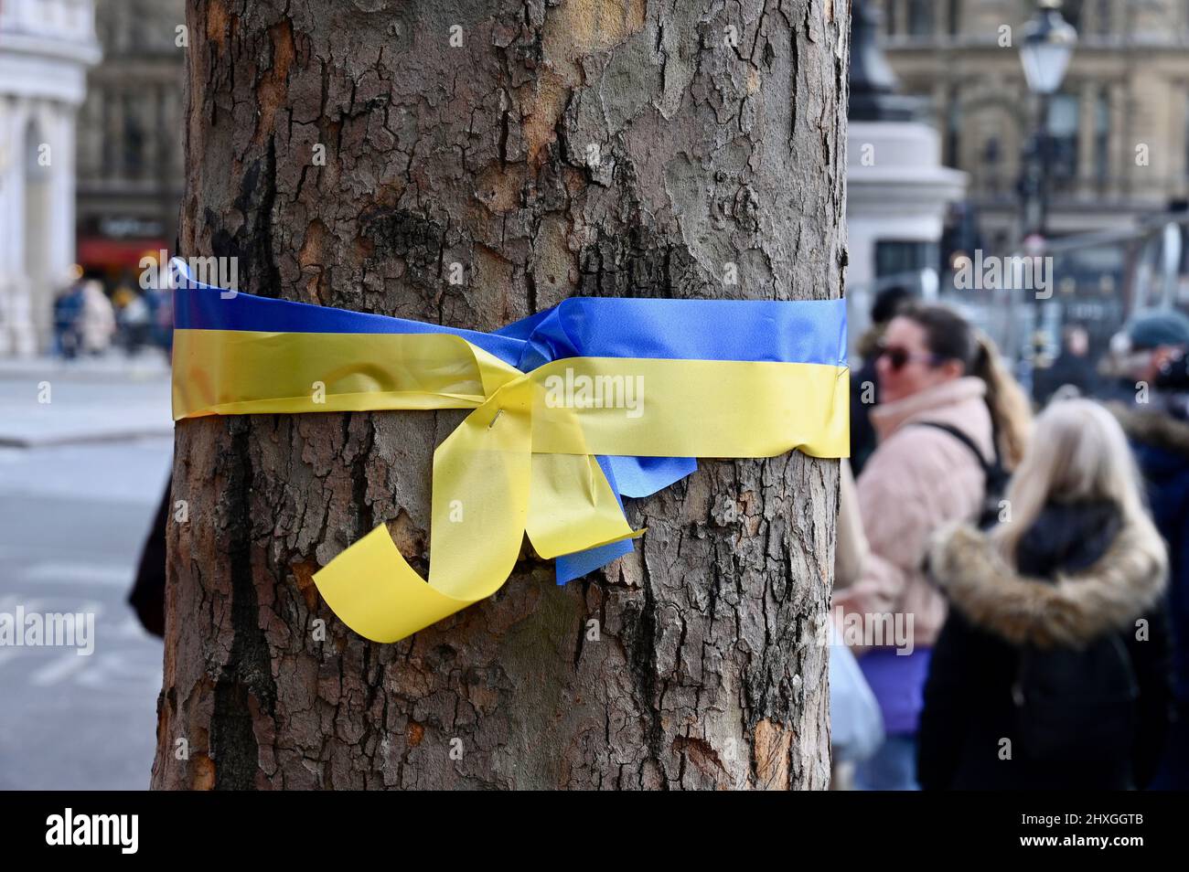 Londra, UK.Stand con Ucraina. Un nastro in colori ucraini è legato intorno ad un albero in Trafalgar Square in solidarietà con l'Ucraina. Credit: michael melia/Alamy Live News Foto Stock