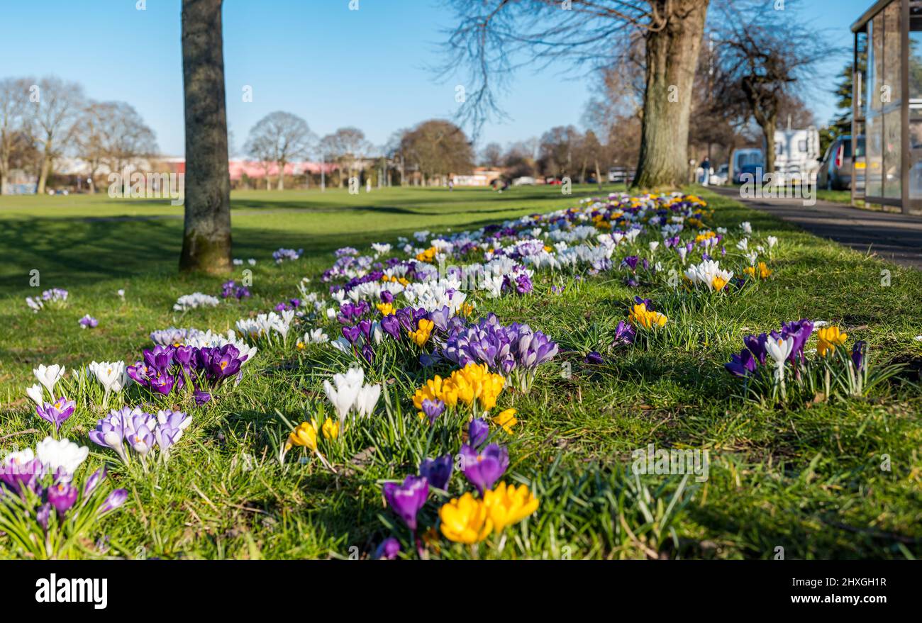 Croci di colore misto in fiore che crescono in erba in primavera sole, Leith Links, Edimburgo, Scozia, Regno Unito Foto Stock