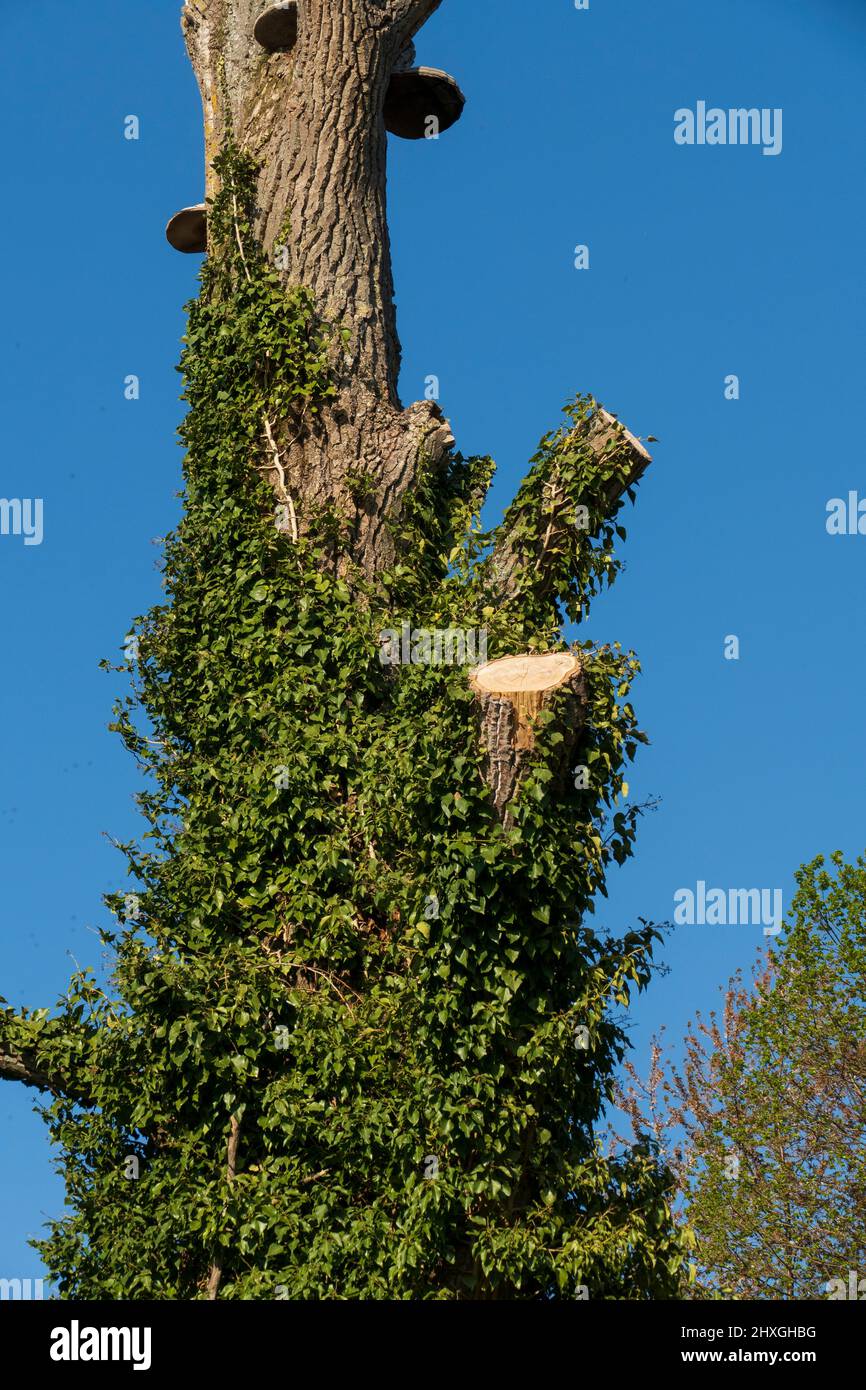 Baumpilz an einem abgestorbenen Baumstamm mit Efeu bewachsen Foto Stock
