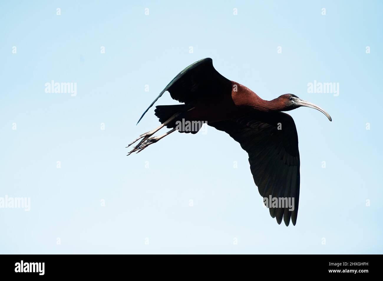 Volo ibis lucido Foto Stock