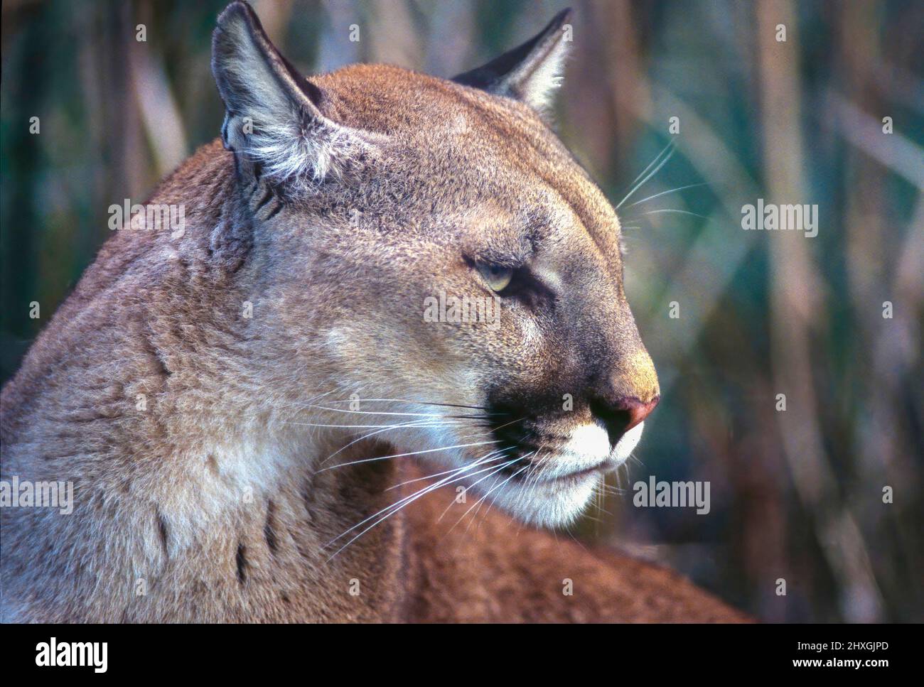 Primo piano Ritratto del North American Cougar (Concolor Puma, Concolor Profelis) allo Zoo del North Carolina Foto Stock