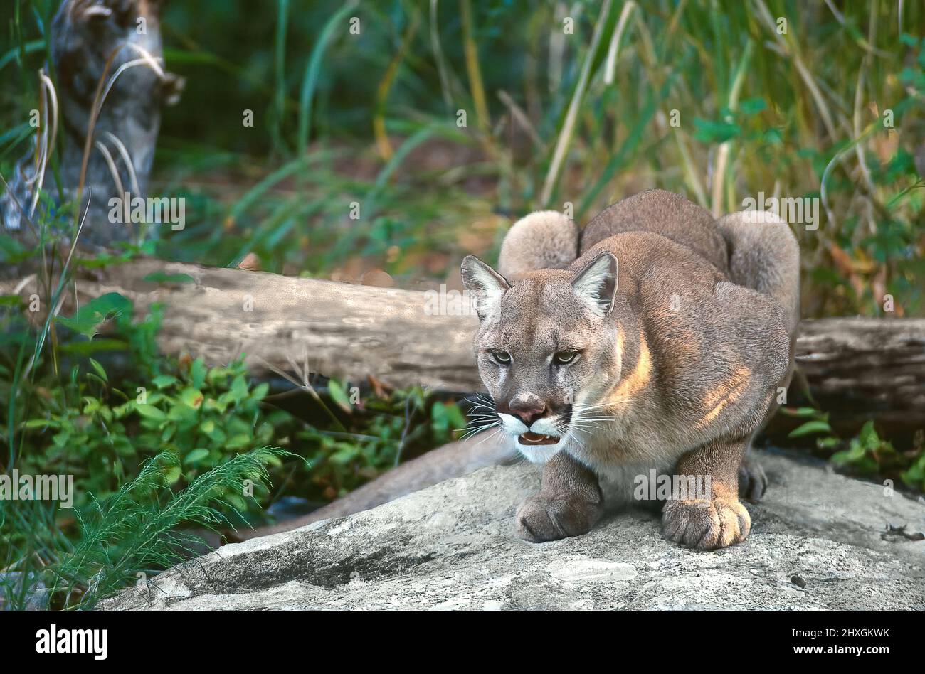 La donna Cougar (Puma concolor, Felis concolor} si è posizionata per rimbalzare su Predator allo Zoo del North Carolina Foto Stock