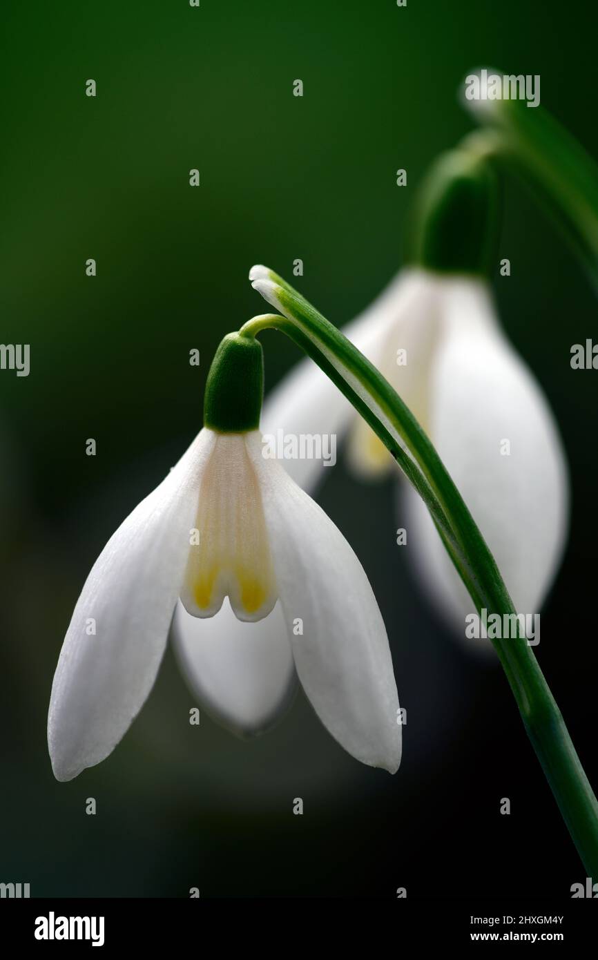 Galanthus Das Gelbe vom EI,Galanthus il giallo dell'uovo,Yellow Hybrid snowdrop,Yellow snowdrops,spring flower,flowers,yellow marking,marke Foto Stock