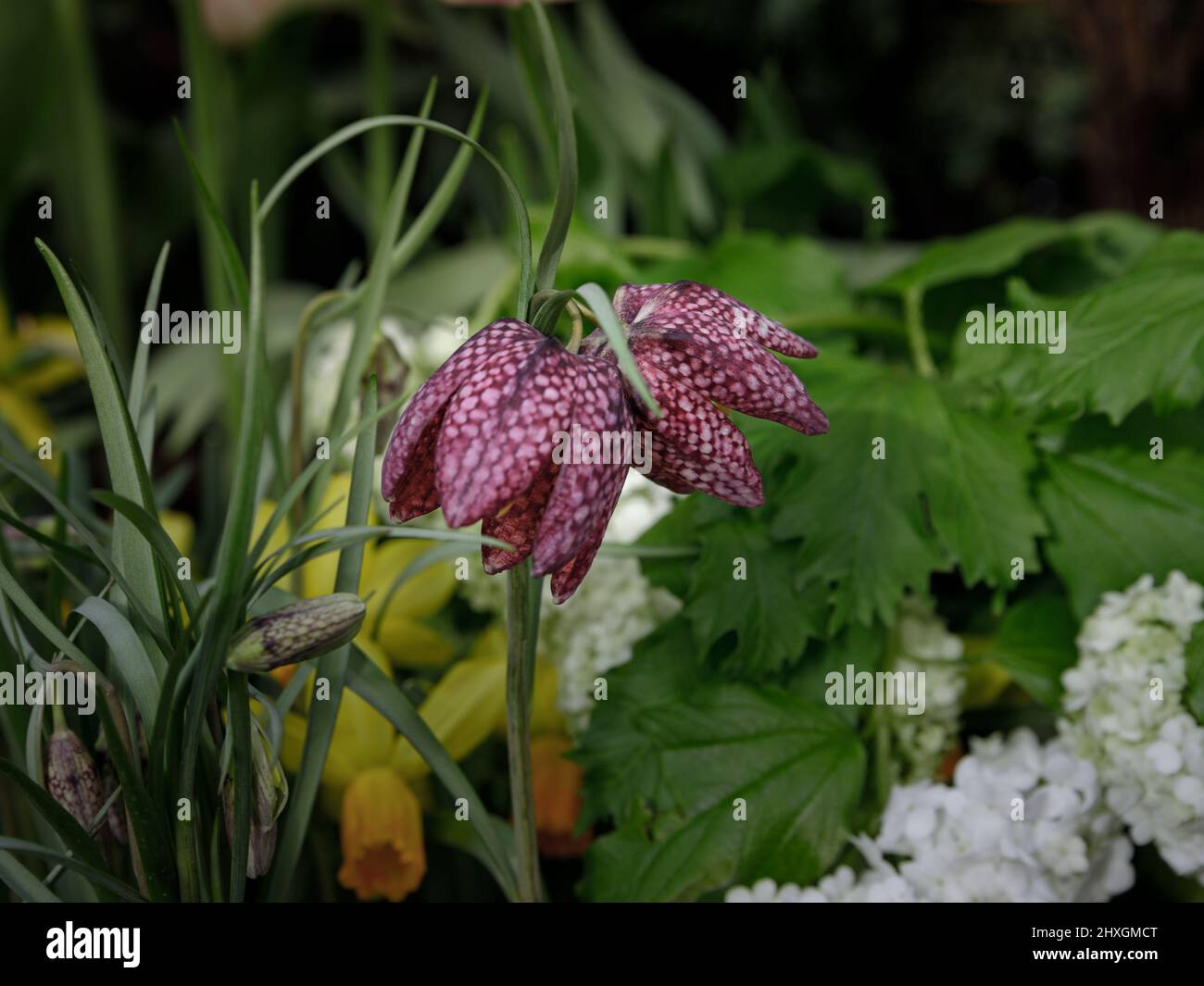 Capo del serpente fritillary. Fritillaria meleagris. Foto macro primo piano, messa a fuoco selettiva. Ideale per cartoline di auguri festivo. Foto Stock