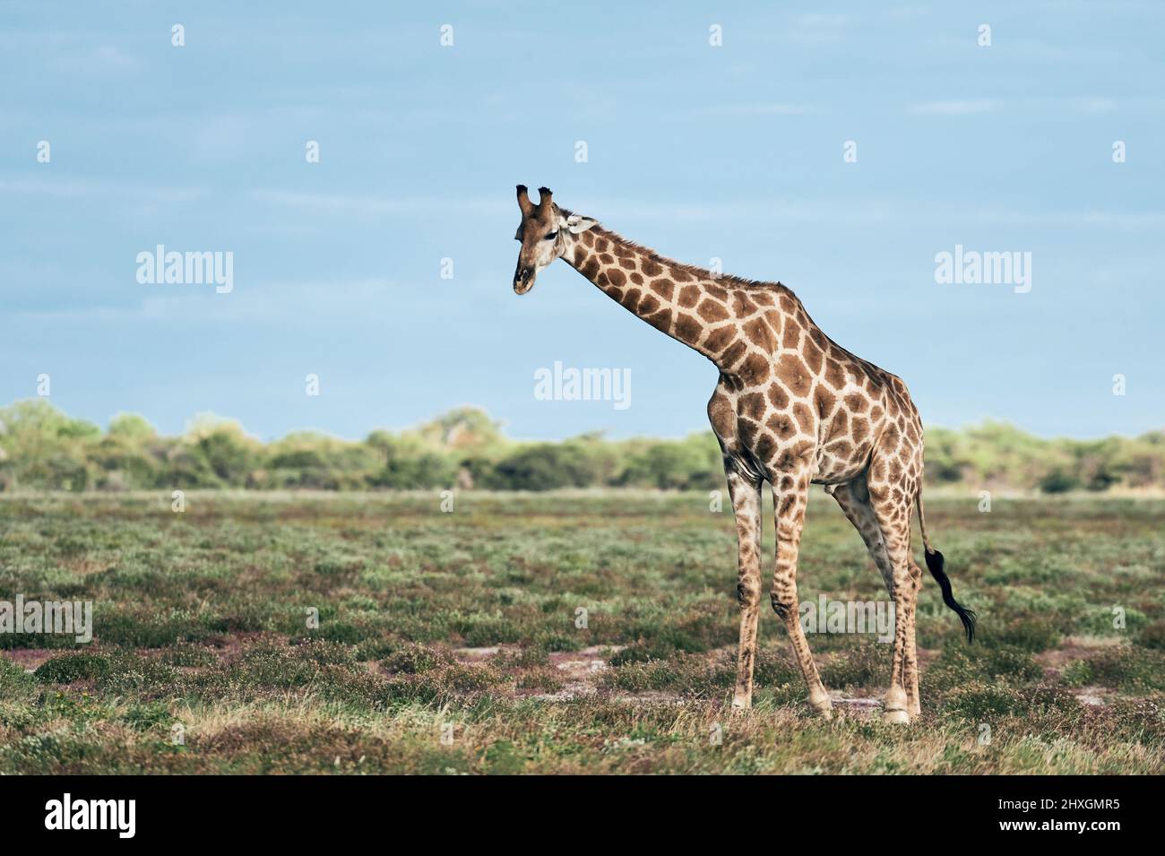 Giraffa solitaria (Giraffa camelopardalis) nella savana di un parco in Namibia. Foto Stock