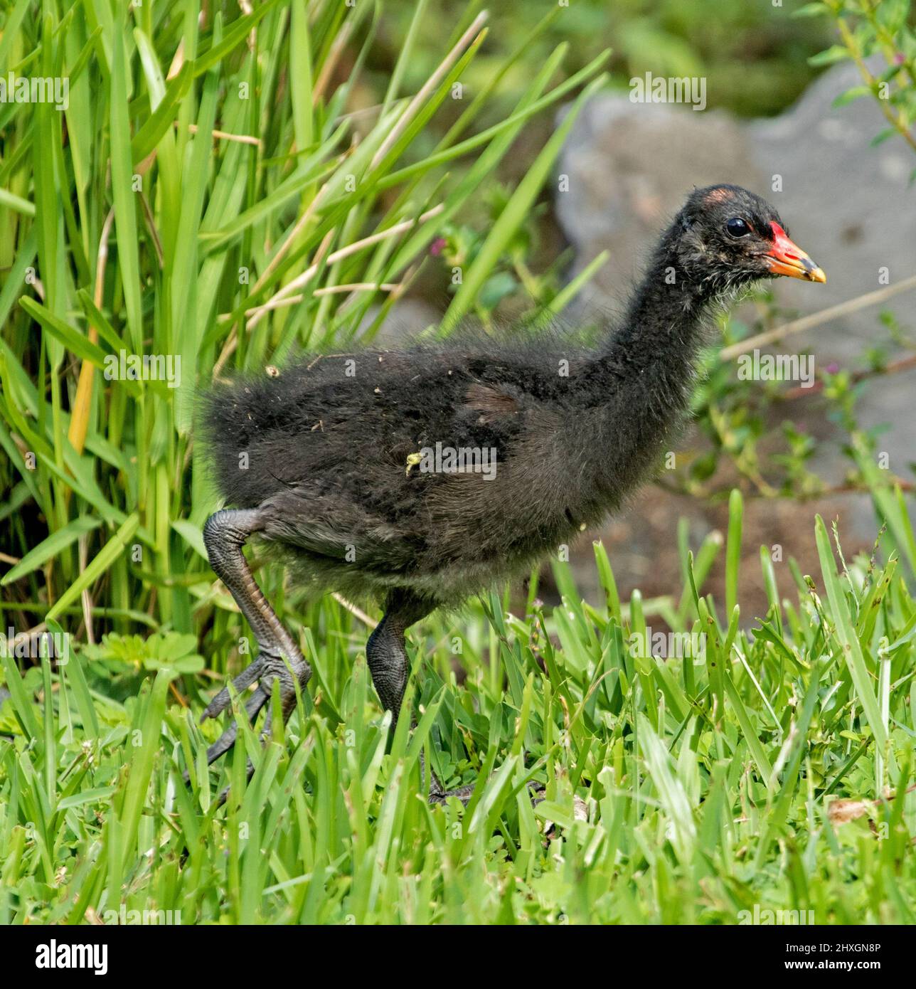 Piccolo pulcino di Moorhen Dusky nero soffice, Gallinula tenebrosa, camminando attraverso l'erba verde del parco urbano in Australia Foto Stock