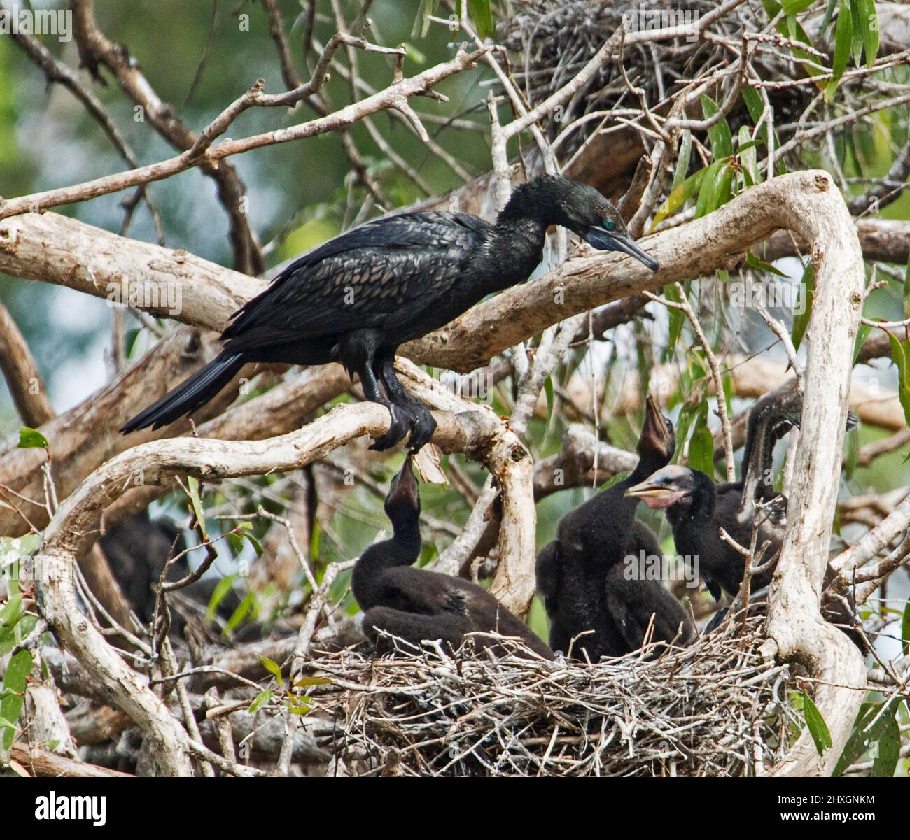 Piccolo Cormorante Nero, Phalacrocorax sulcirostris, con pulcini sul loro nido che si supplica per il cibo, in un albero nei parchi della città in Australia Foto Stock