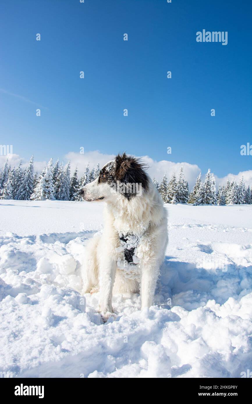 White dog divertirsi nella neve fresca inverno divertimento con animali domestici, cane in piedi su Snow Covered Land Foto Stock