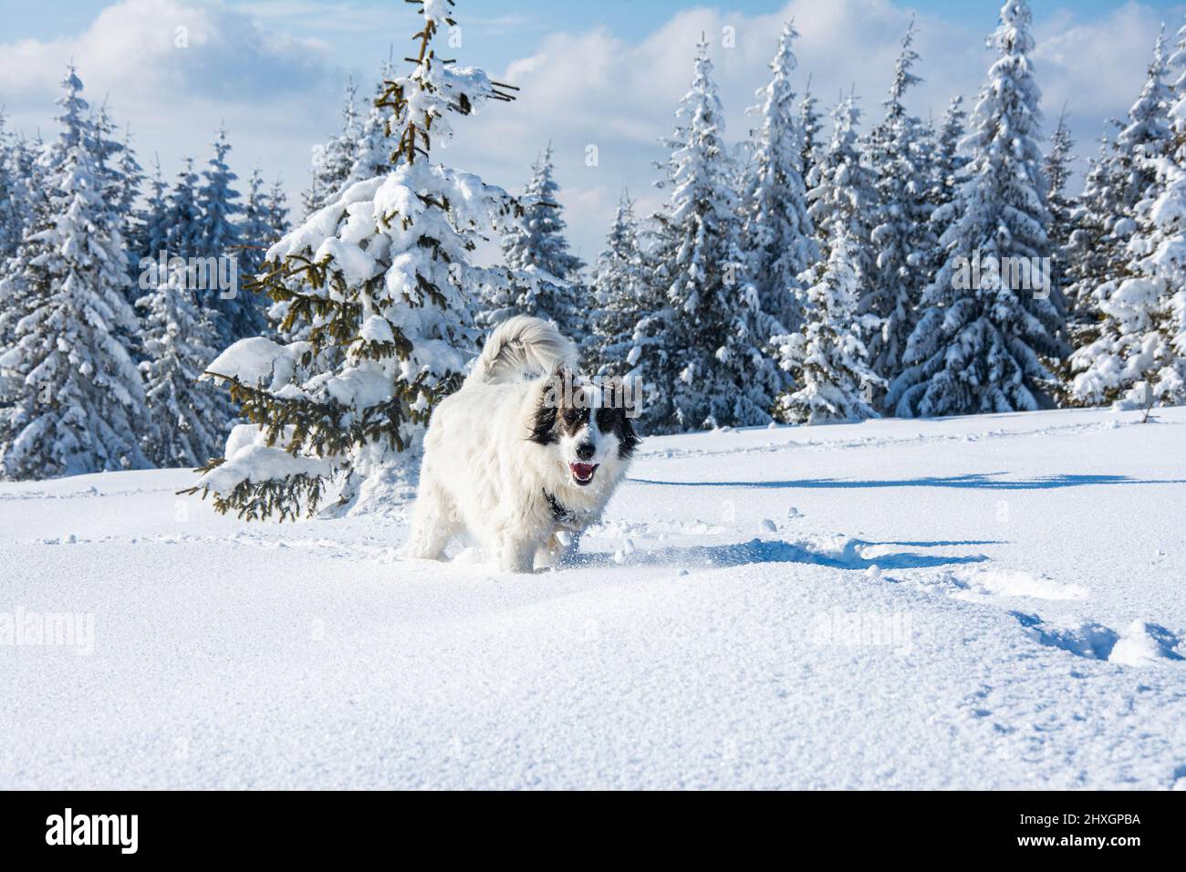 White dog divertirsi nella neve fresca inverno divertimento con animali domestici, cane in piedi su Snow Covered Land Foto Stock