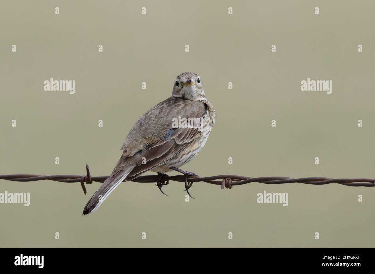 American Pipit, Anthus rubescens, arroccato su filo spinato recinzione Foto Stock