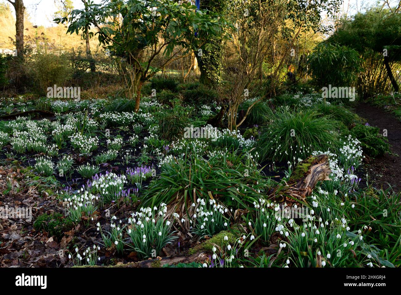 snowdrop giardino,snowdrops,galanthus,galanthus giardino,bosco giardino,legno,primavera nel bosco giardino,alba nel bosco primaverile giardino,misto sn Foto Stock