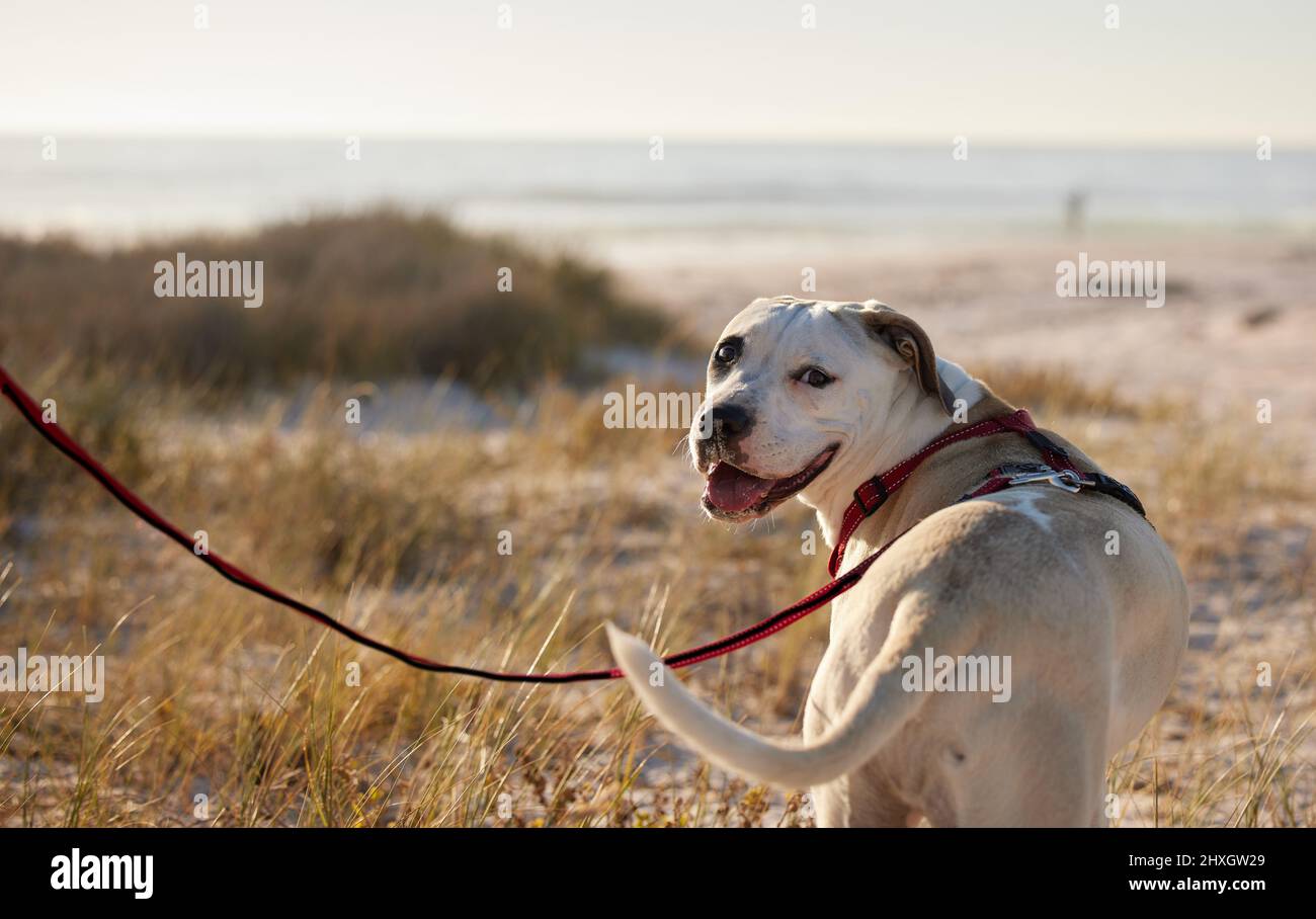 Vai su avventure con me. Colpo di un cane che indossa un guinzaglio mentre fuori per una passeggiata. Foto Stock