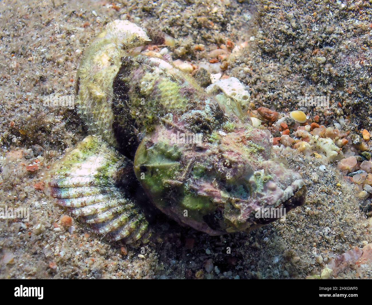 Un diavolo Scorfani (Scorpaenopsis diabolus) in Mar Rosso Foto Stock