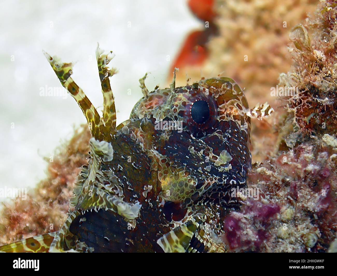 Un pesce Leone nano (Dendrochirus brachypterus) nel Mar Rosso, Egitto Foto Stock