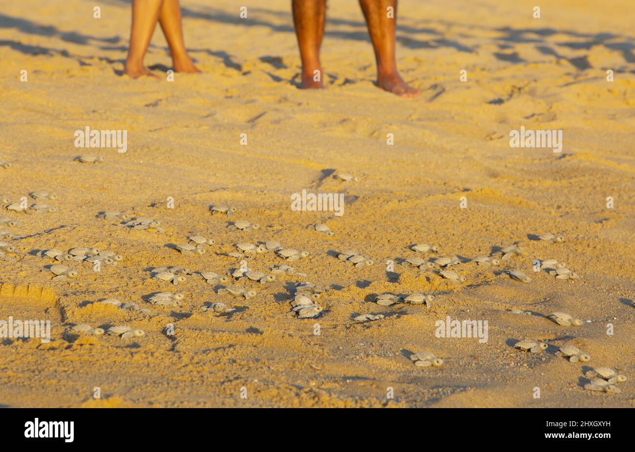 Le tartarughe vengono rilasciate al Pueblo Bonita Resort Quivera nell'Oceano Pacifico Foto Stock