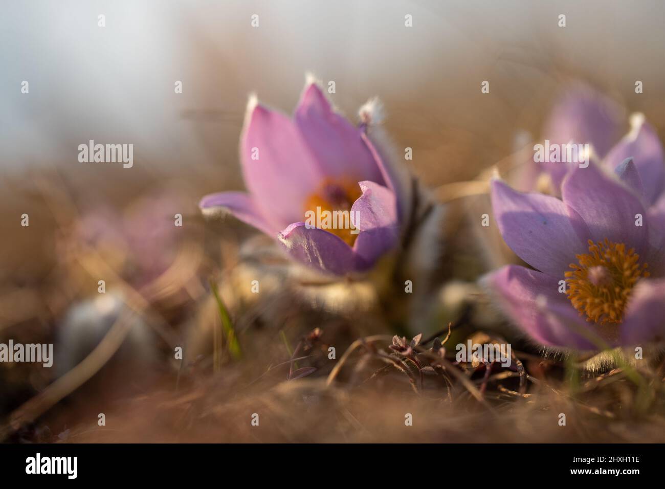 Primavera fiori Pulsatilla Grandis su un prato. Fiori viola su un prato con un bel bokeh e impostare il sole in controluce. Foto Stock