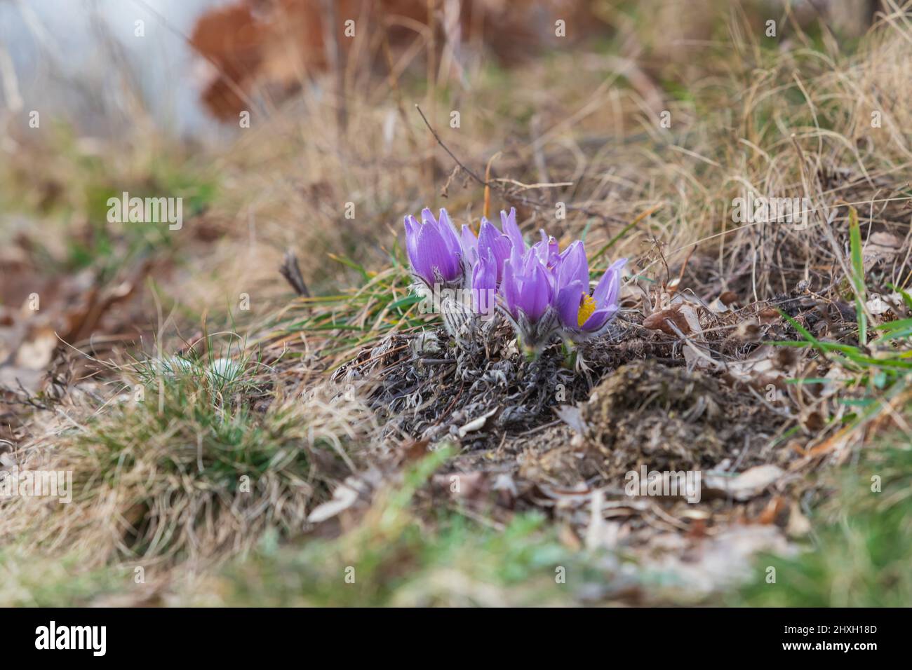 Primavera fiori Pulsatilla Grandis nel prato. Fiori viola nel prato Foto Stock