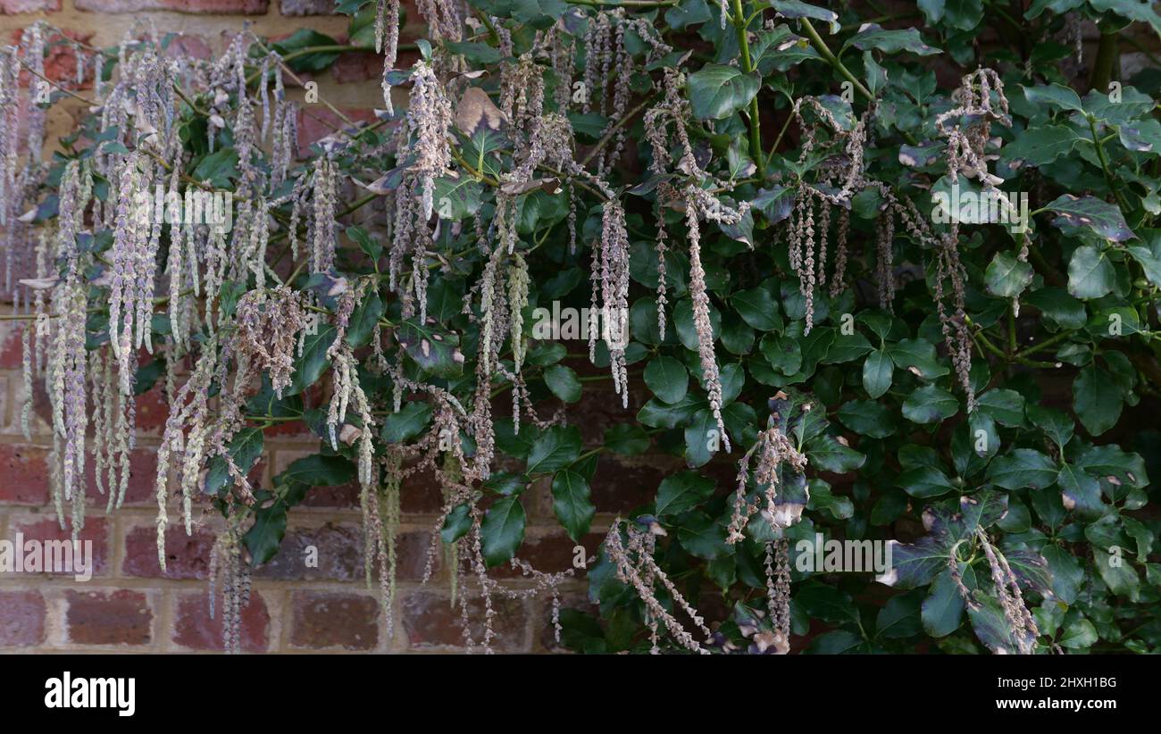 Pianta architettonica garrya ellittica cespuglio con fogliame contro muro giardino Foto Stock