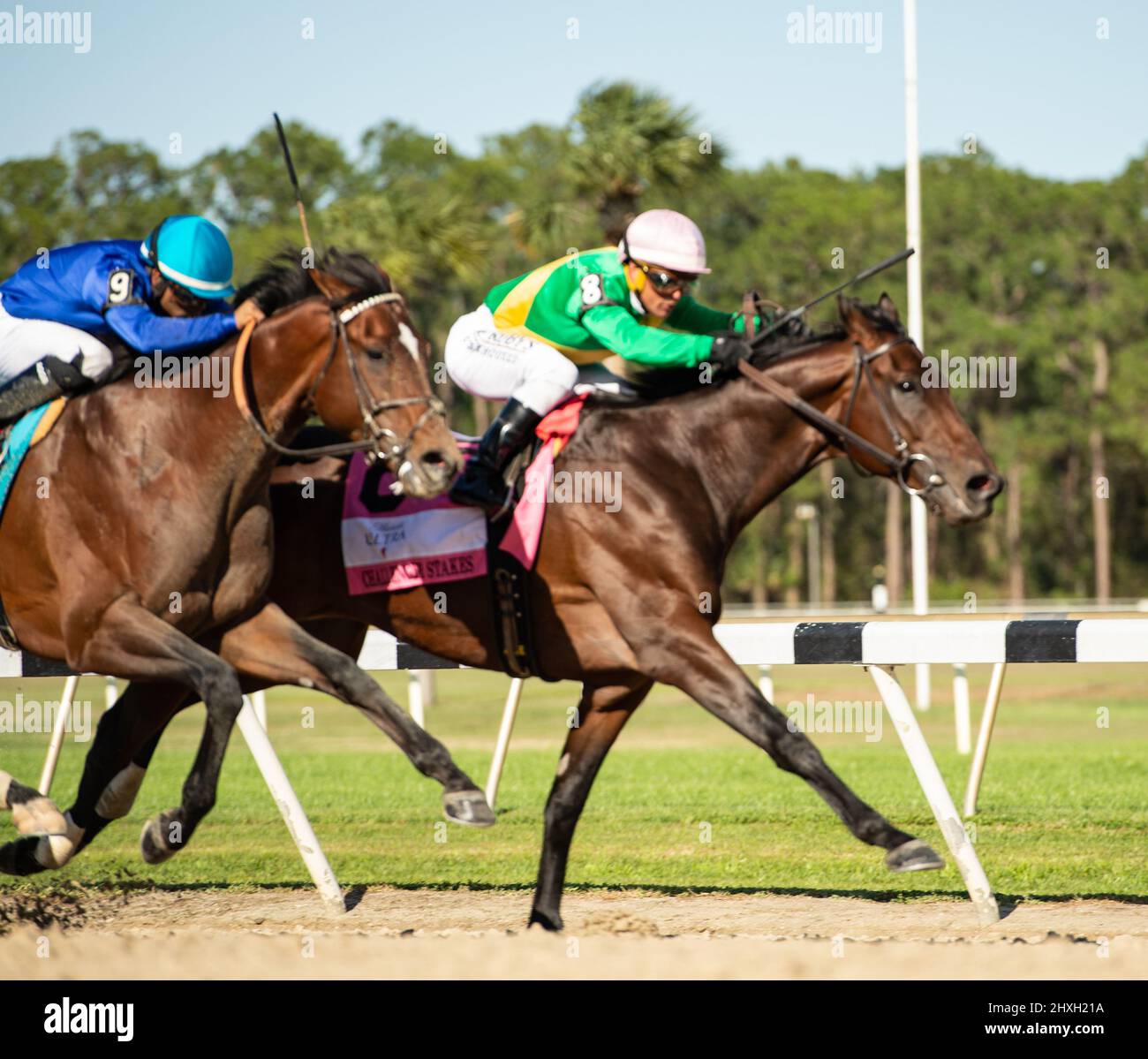 Oldsmar, Florida, Stati Uniti. 12th Mar 2022. 12 marzo 2022: Scottando #8, cavalcato dal jockey Javier Castellano vince il Challenger Stakes (Grade 3) al Tampa Bay Derby Day a Tampa Bay Downs in Oldster, F.L. il 12 marzo 2022. Carson Dennis/Eclipse Sportswire/CSM/Alamy Live News Foto Stock