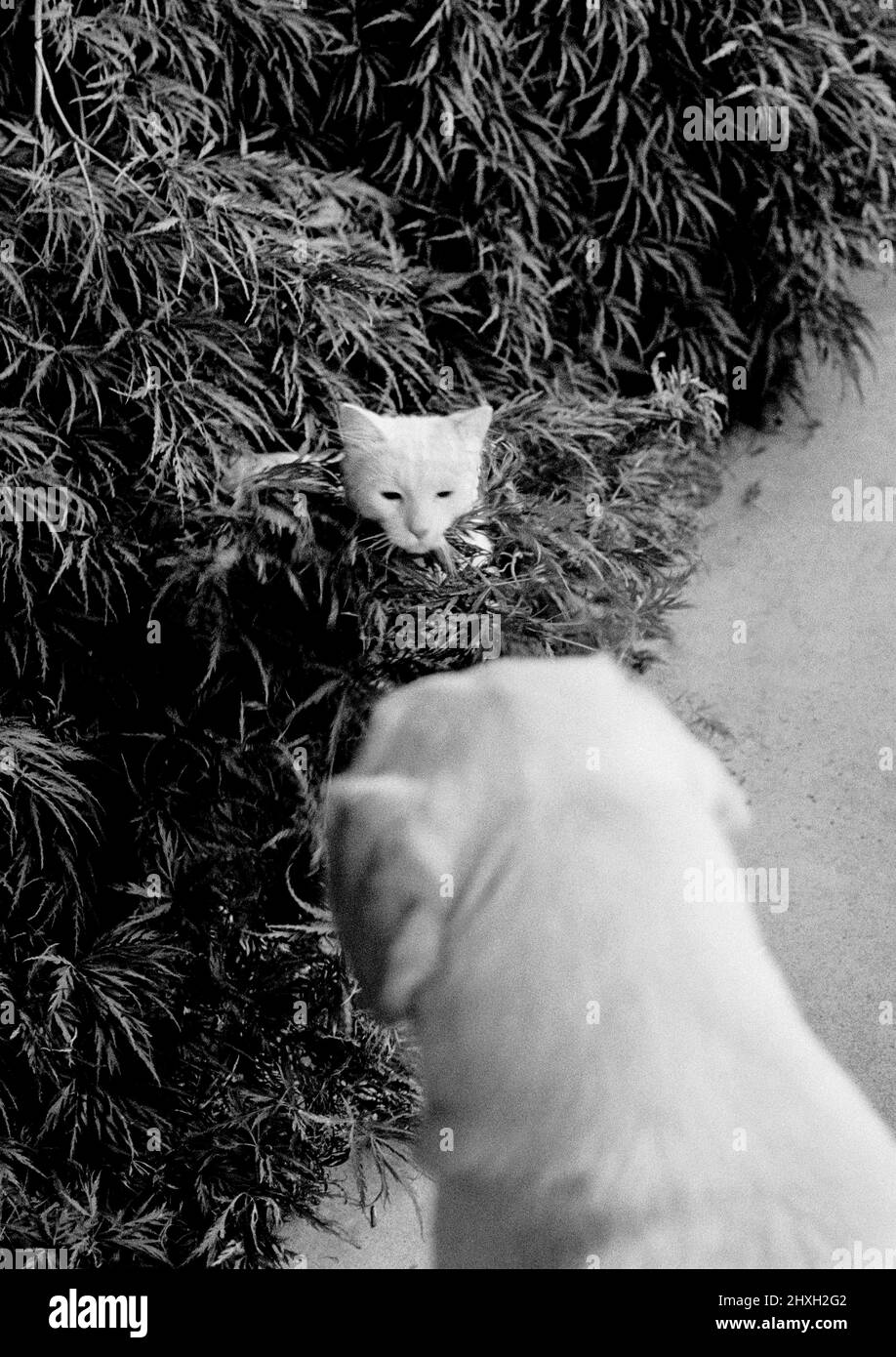Cane, Cat stare giù, Cat hiding in cespugli davanti al cane (B&W) Foto Stock