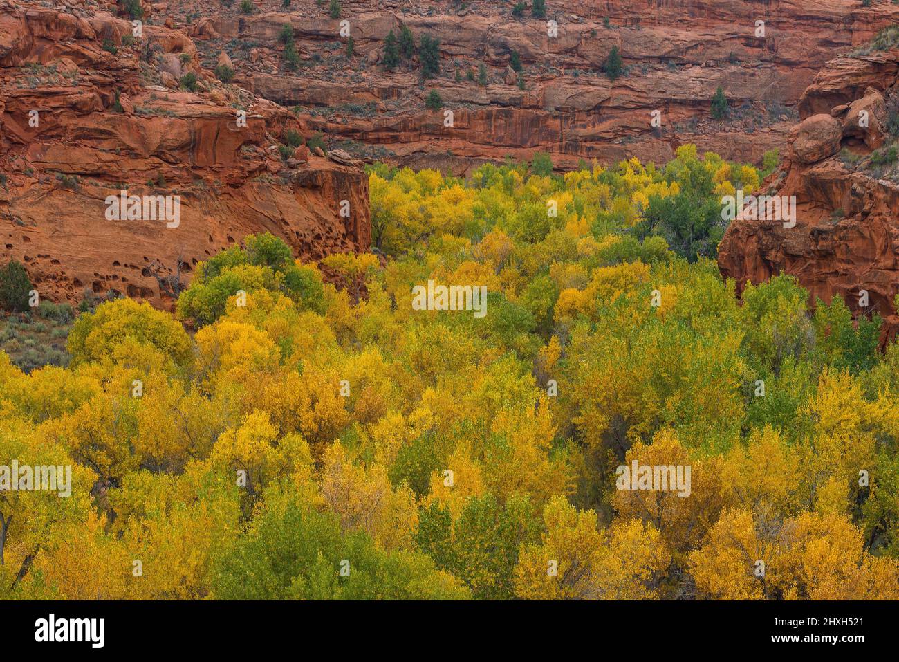 Cottonwood, Populus angustifolia, Poplar a foglia stretta, Long Canyon, Grand Staircase-Escalante National Monument, Utah Foto Stock
