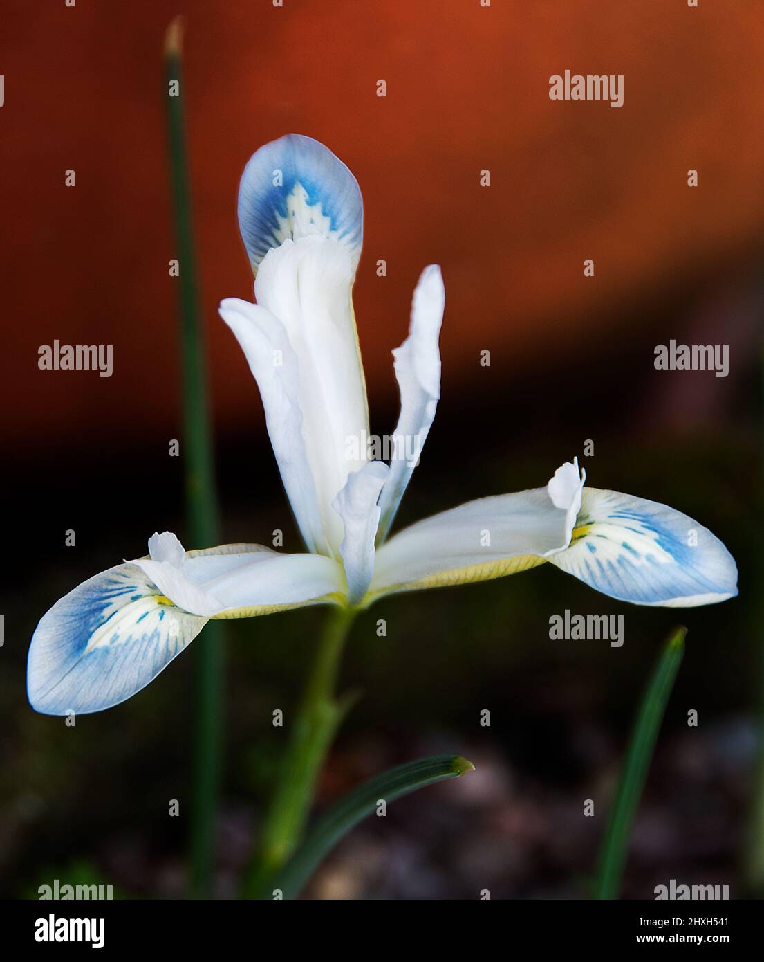 Iris reticulata "pianeta congelato" Foto Stock