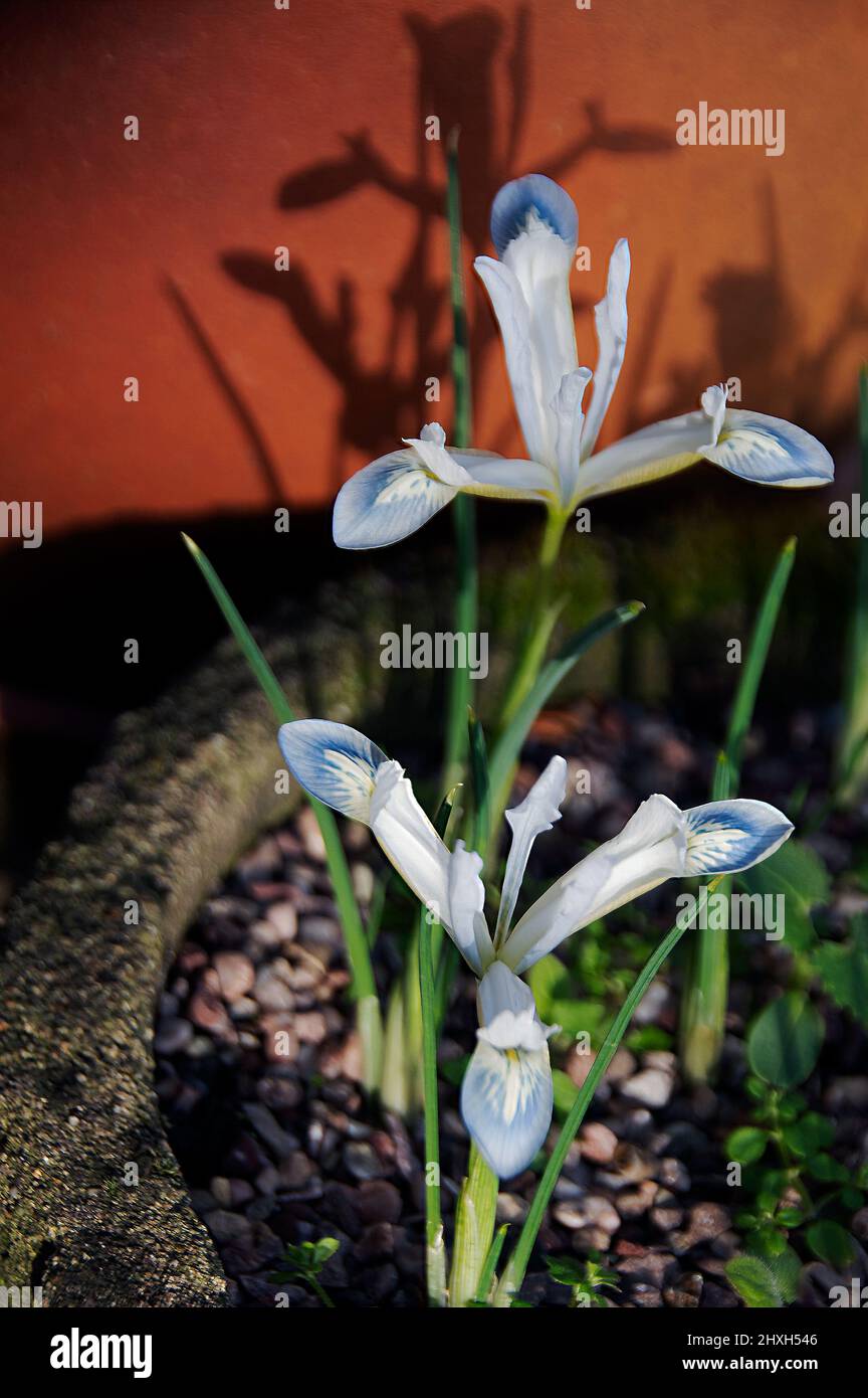 Iris reticulata "pianeta congelato" Foto Stock