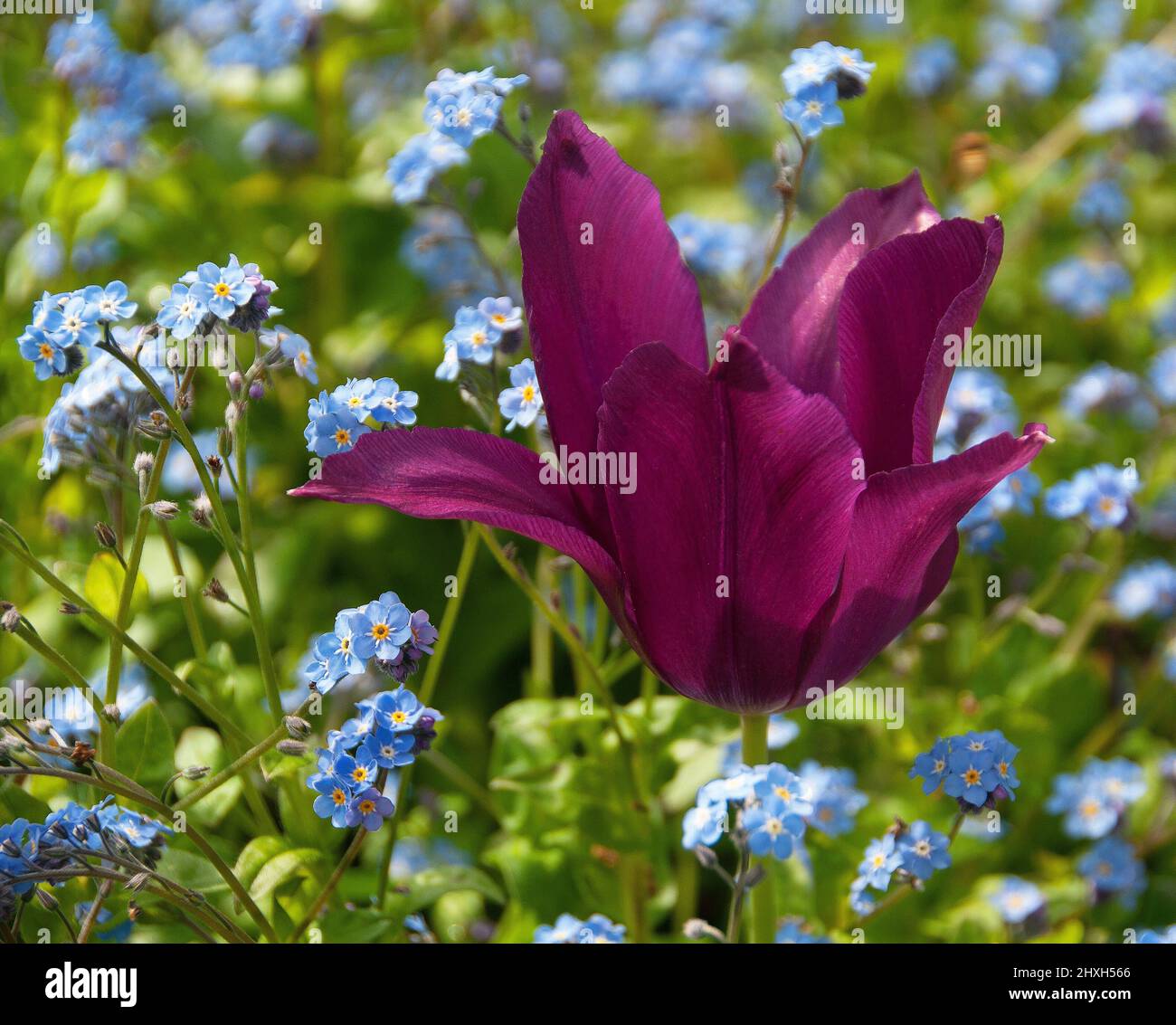 Tulip 'Purple Dream' e Forget-me-nots Foto Stock