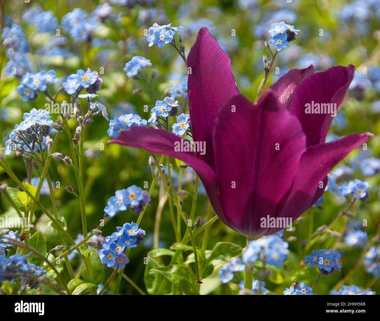 Tulipa "Purple Dream" in un mare di scordami-me-nots Foto Stock